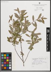 Foto von Salix triandra subsp. amygdalina (L.) Schübl. & G. Martens